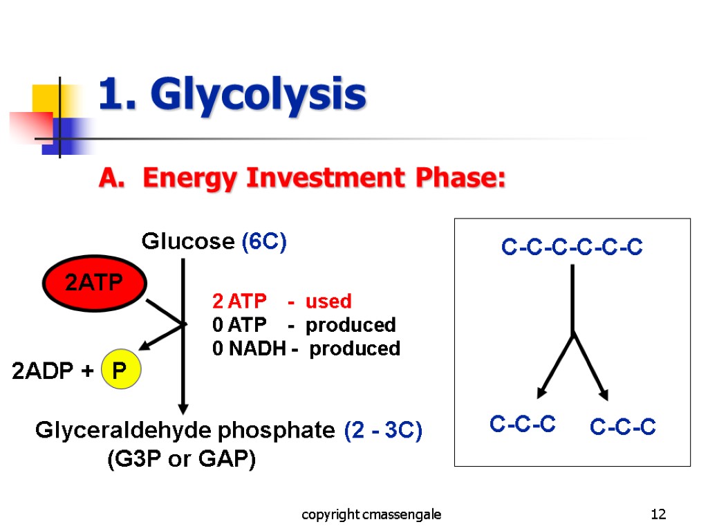 12 1. Glycolysis A. Energy Investment Phase: copyright cmassengale